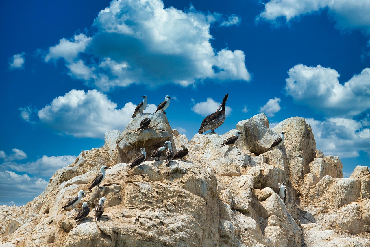 ballestas islands, peru, nature