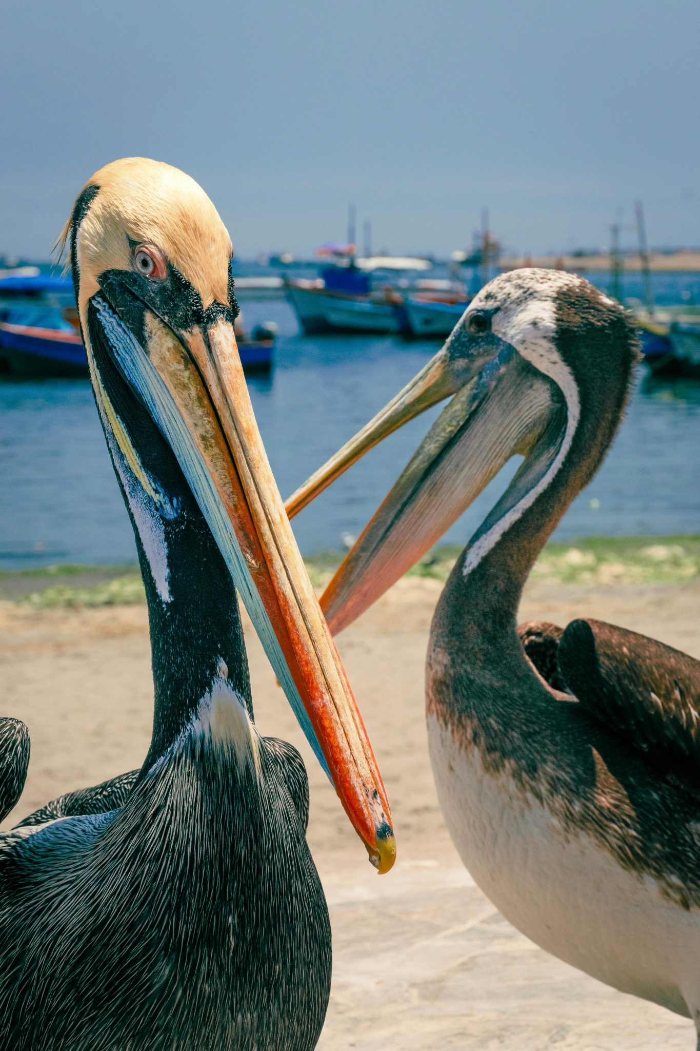 Close-up of two pelicans on the beach in Paracas, Peru with the ocean in the background.
