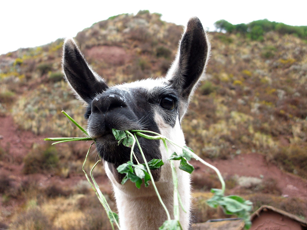 lama, peru, sacred valley, animal, long ears, wolf down, grass, nature, lama, peru, peru, peru, peru, peru, sacred valley, sacred valley