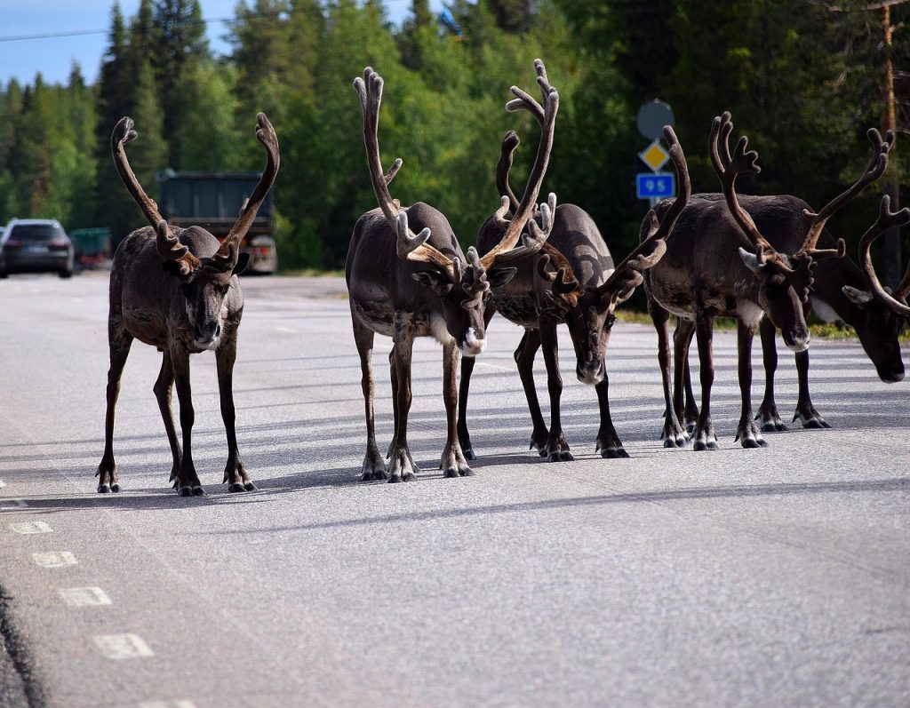 reindeer, lapland, sweden, arjeplog, antler, scandinavia, pleasure, scandinavian, gorgeous, traffic jam, arctic circle, map, reindeer, reindeer, reindeer, reindeer, reindeer, lapland, lapland, scandinavian, traffic jam, traffic jam, traffic jam