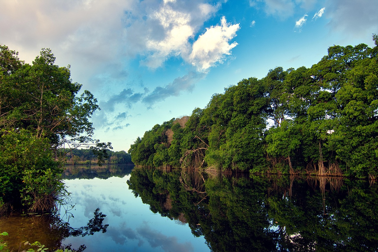 corozal, green, water, reflection, belize, nature, outdoors, blue sky, peaceful, clear, blue, sky, mangrove