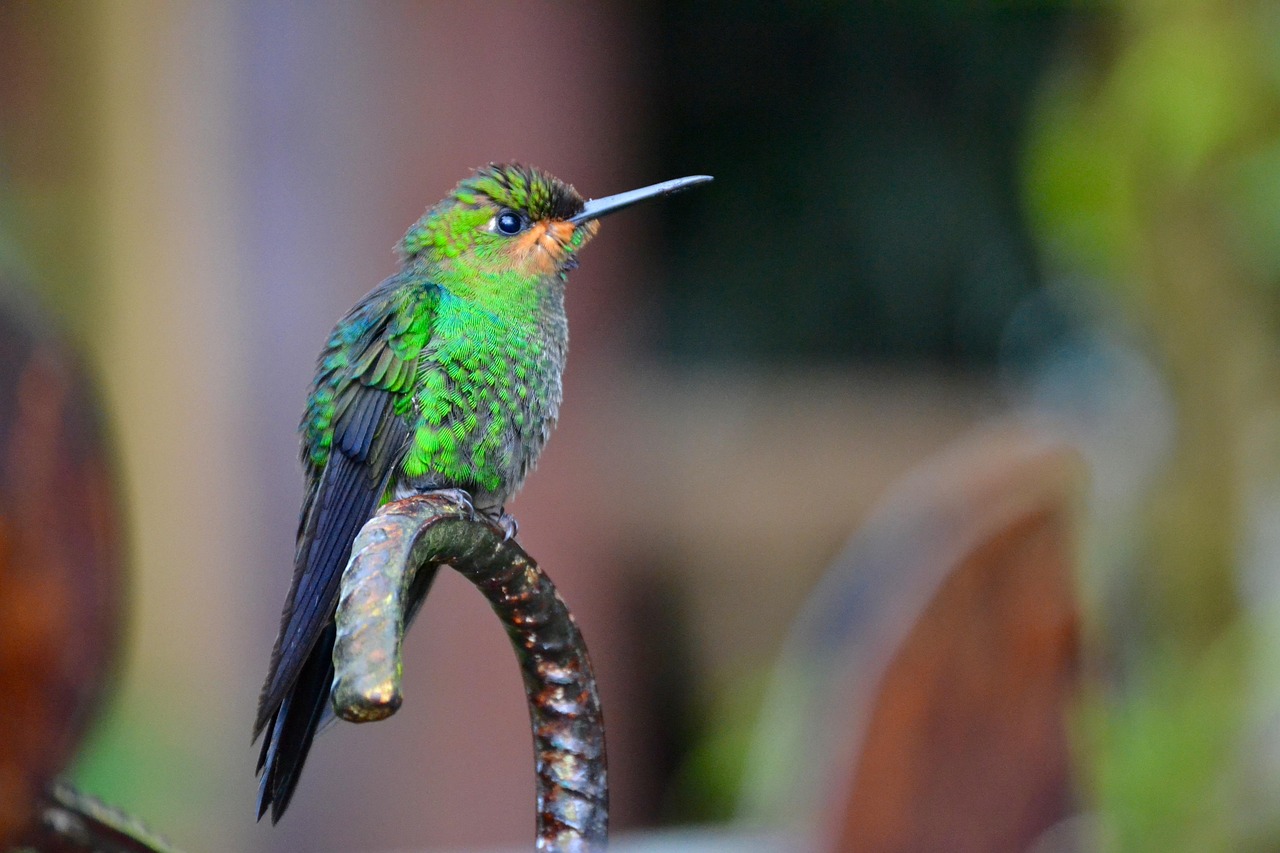 costa rica, hummingbird, nature, bird, costa rica, costa rica, costa rica, costa rica, costa rica