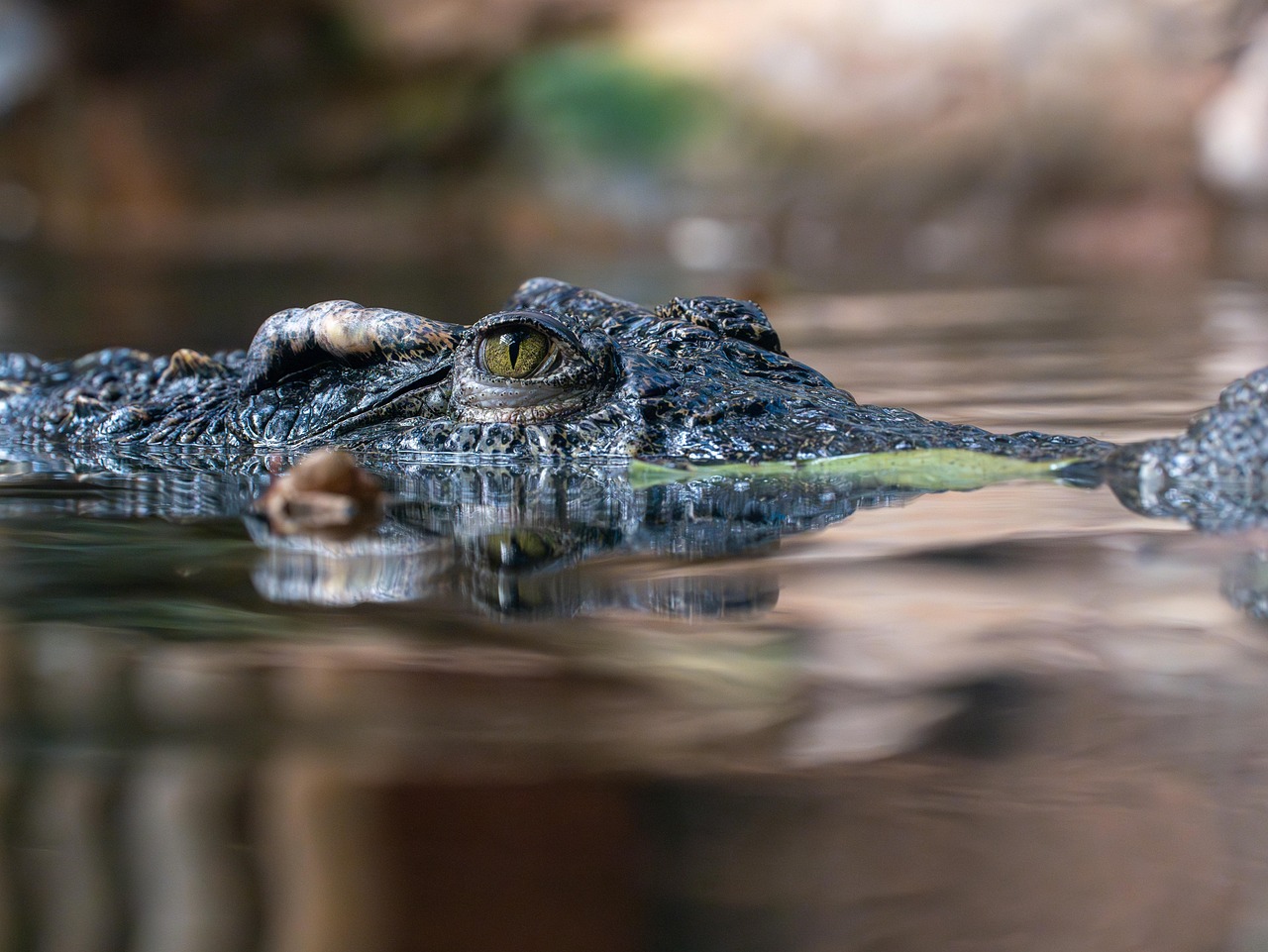 siamese crocodile, crocodile, alligator, animal, reptile, predator, wildlife, eye, water, dangerous, jungle, green, fauna, head, river, nature, crocodile, crocodile, crocodile, crocodile, crocodile, animal