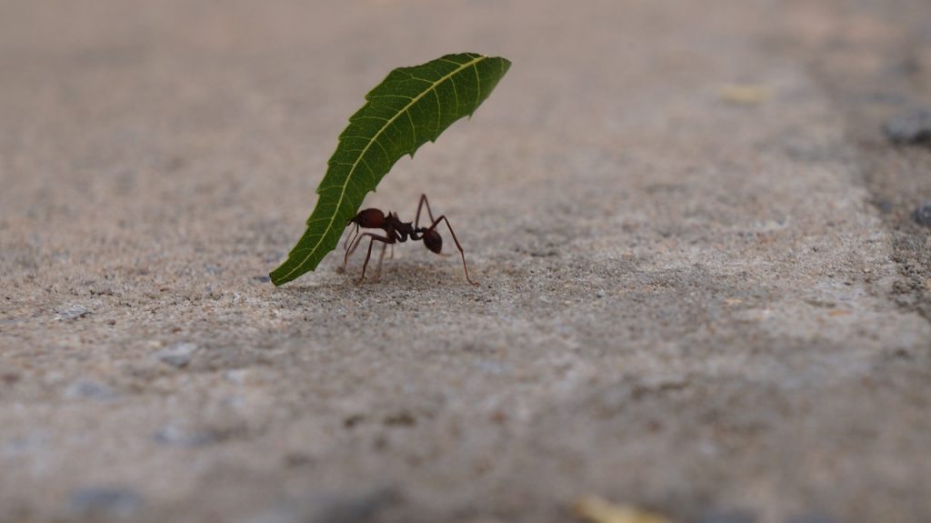 ant, the ant carrying the leaf, insects, ant, ant, ant, ant, ant