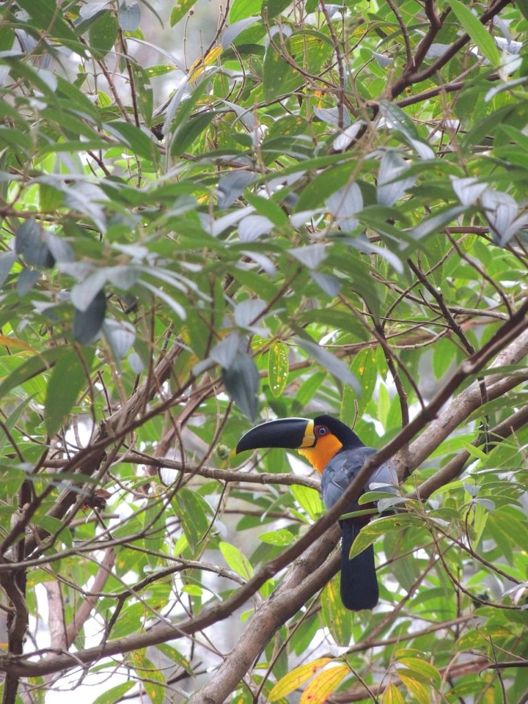 toucan, trees, tropical, nature, bird