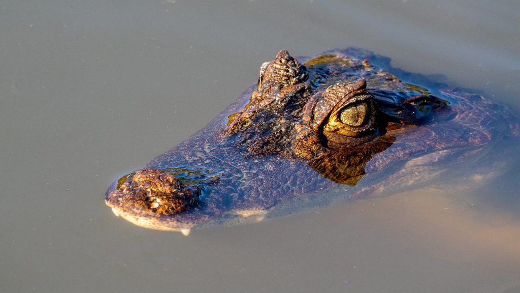 cayman, crocodile, reptile, wildlife, head, eye, costa rica