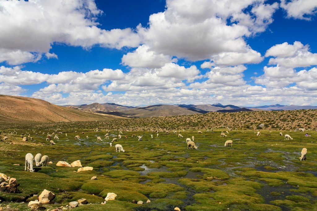 alpaca, lama, herd, peru, altiplano, to the, graze, fluffy, alpaca, alpaca, alpaca, lama, lama, peru, peru, peru, peru, peru, altiplano, altiplano