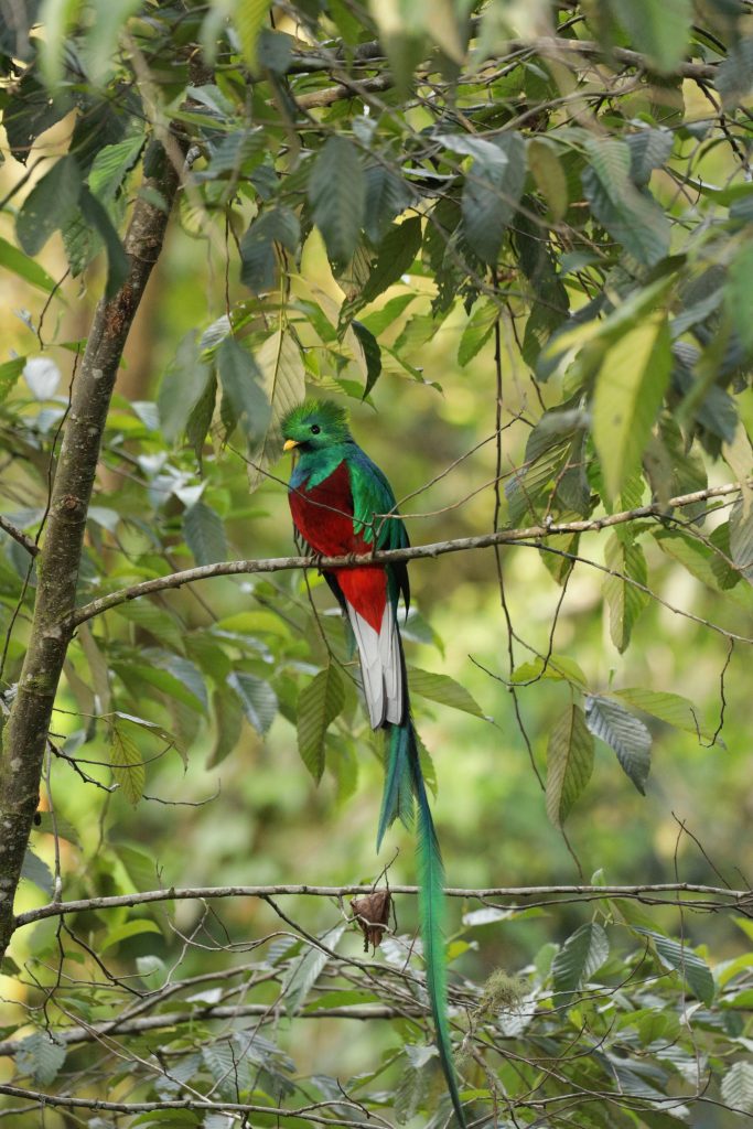 A vivid resplendent quetzal perched on a branch in its natural rainforest habitat.