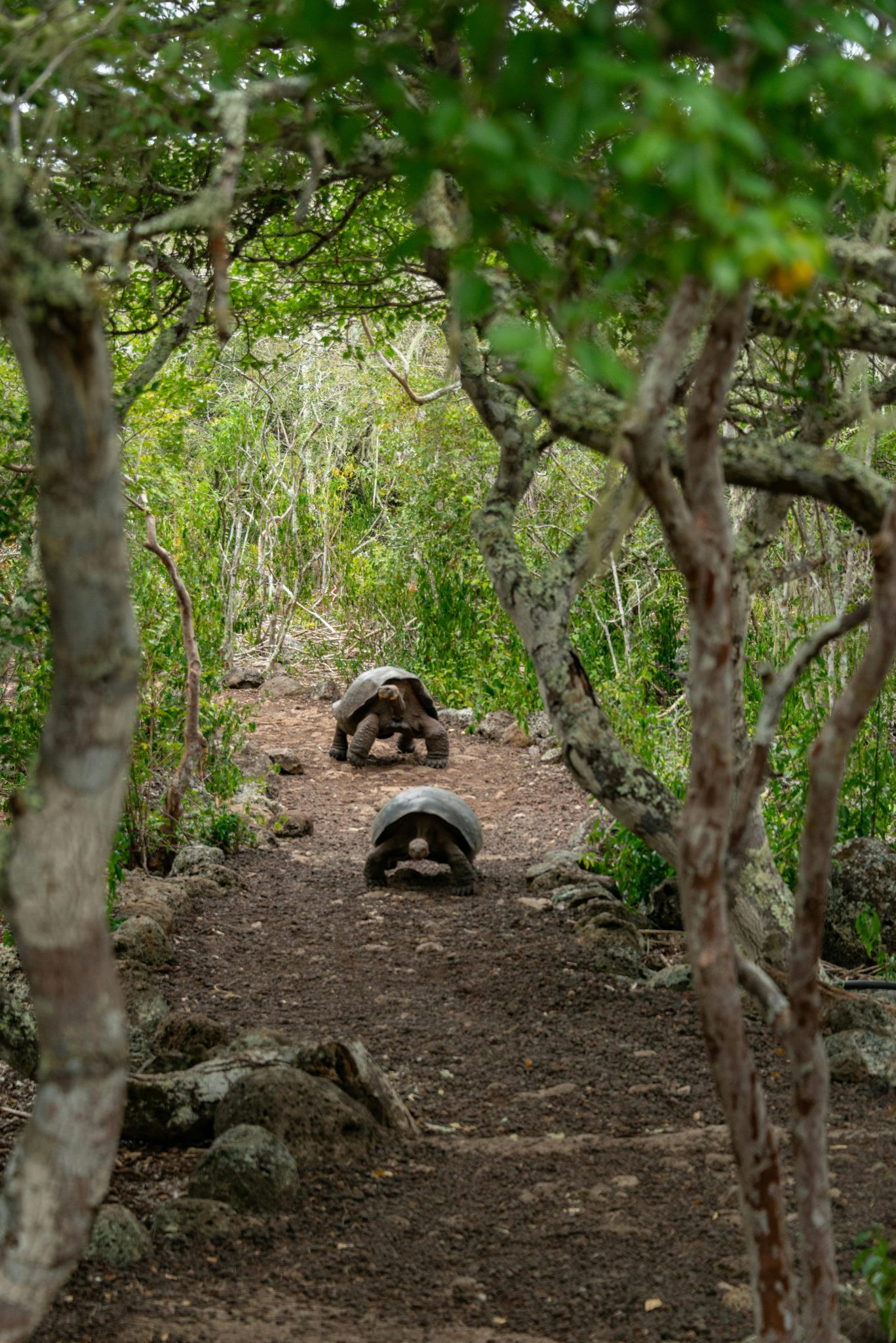 Giant tortoises strolling through a lush forest path, surrounded by greenery.