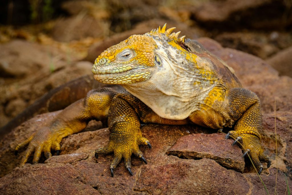 Close-up of a Galápagos land iguana with striking yellow scales, sunbathing on rocks.