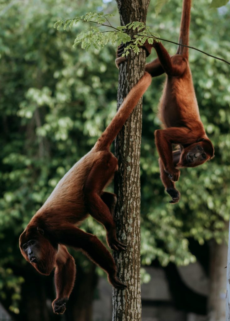 Two vibrant red howler monkeys playfully swinging in a tropical forest habitat.