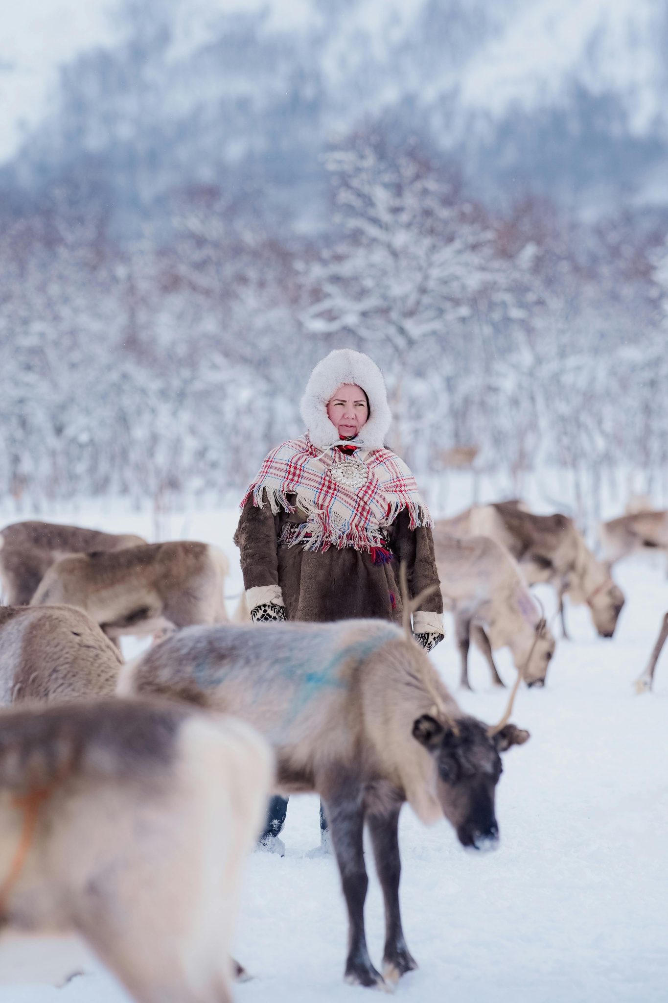 A Sami herder stands among reindeer in snowy arctic Norway, showcasing traditional culture.
