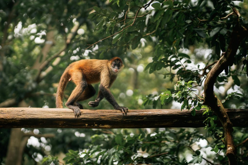 Spider monkey walking on a tree branch in Alajuela, Costa Rica rainforest.